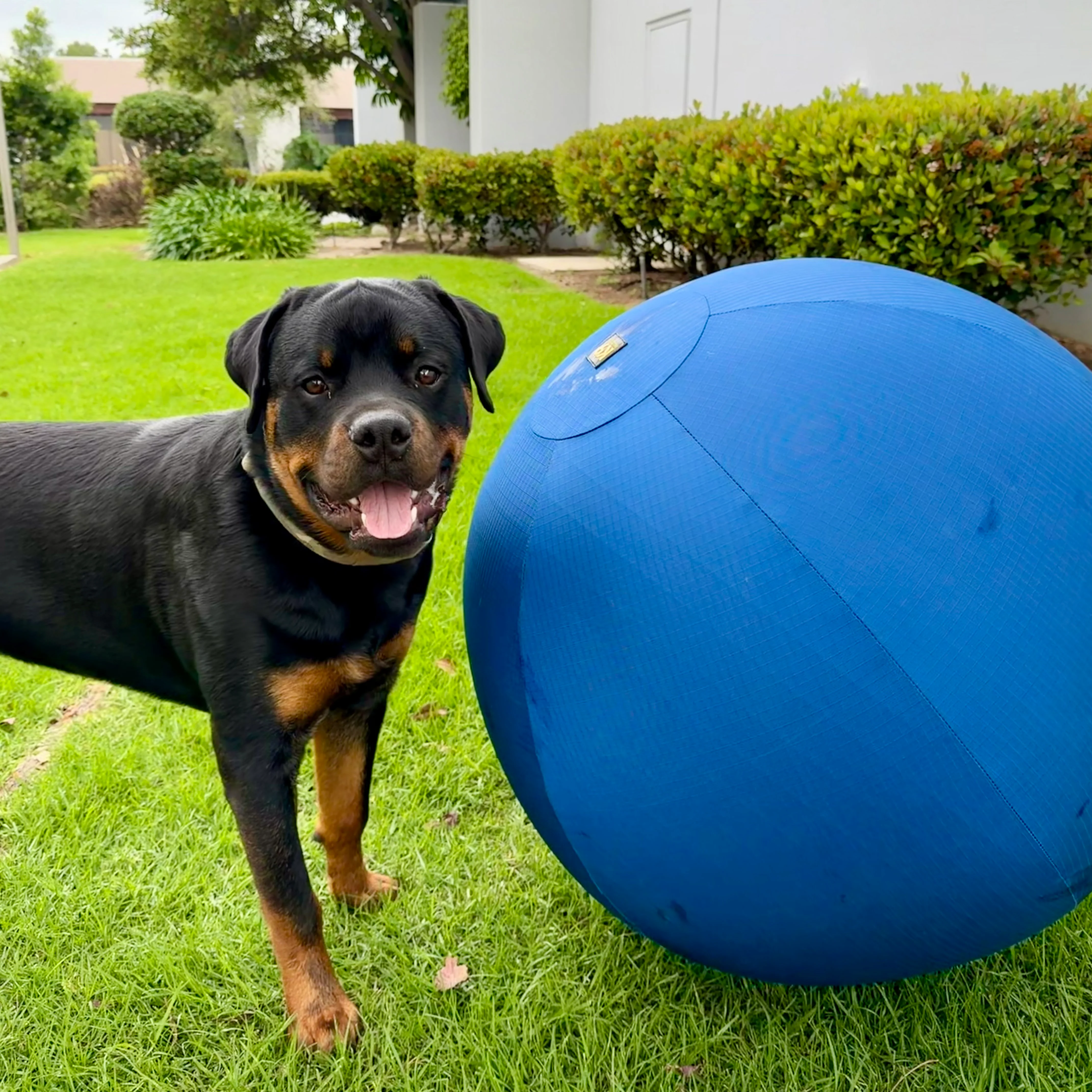 K9 Play™ Herding Ball Dog Toy