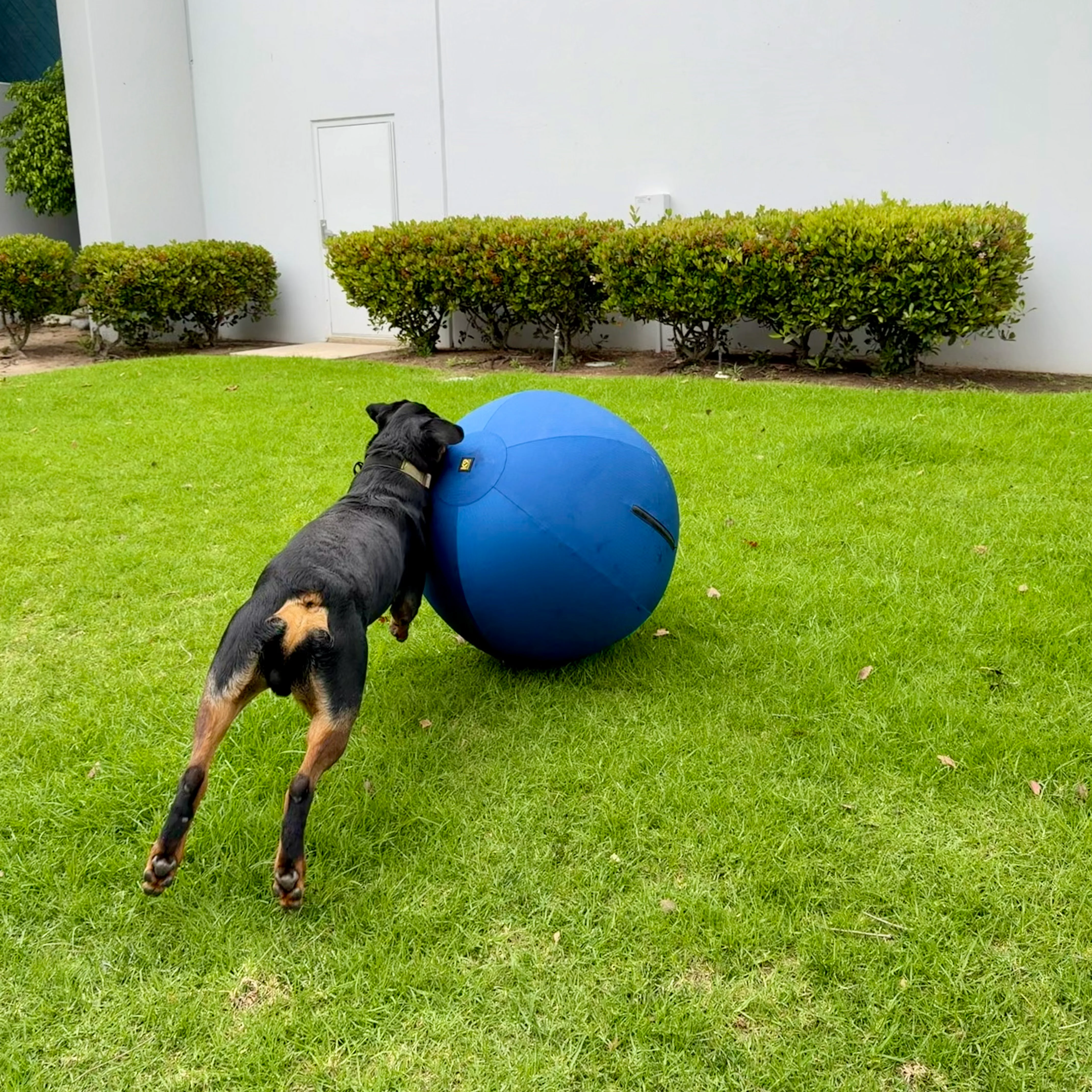 K9 Play™ Herding Ball Dog Toy - Image 2