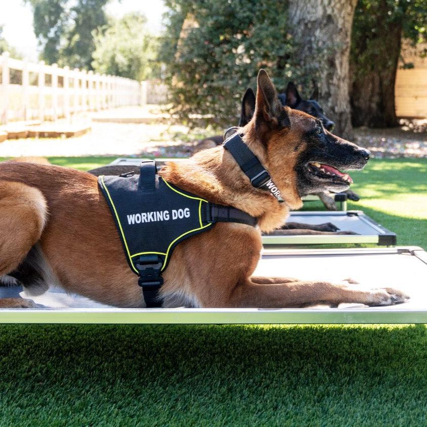 K9 Pro⢠Dog Harness