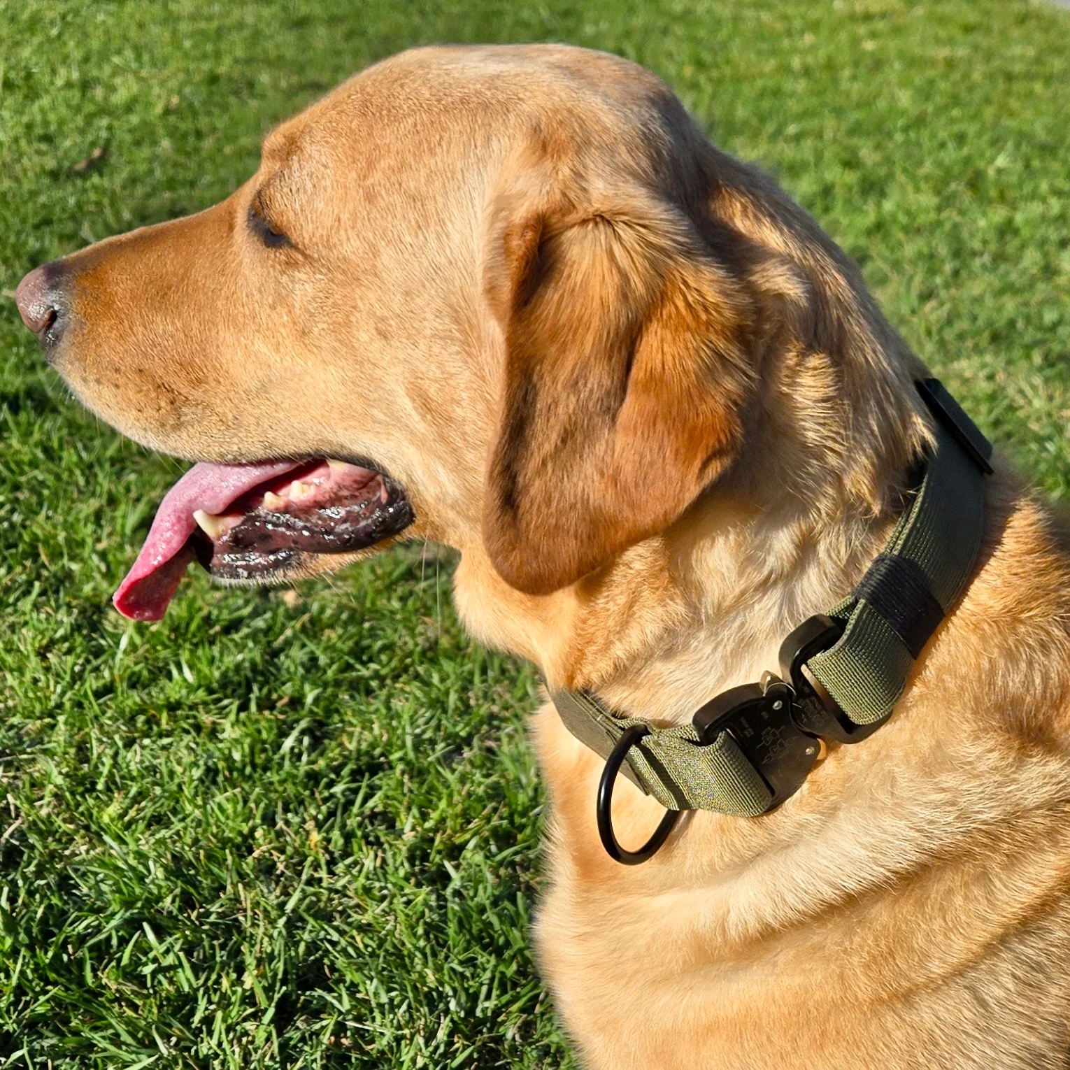 K9 Pro™ Collar — Built for Maximum Strength and Control - Image 2