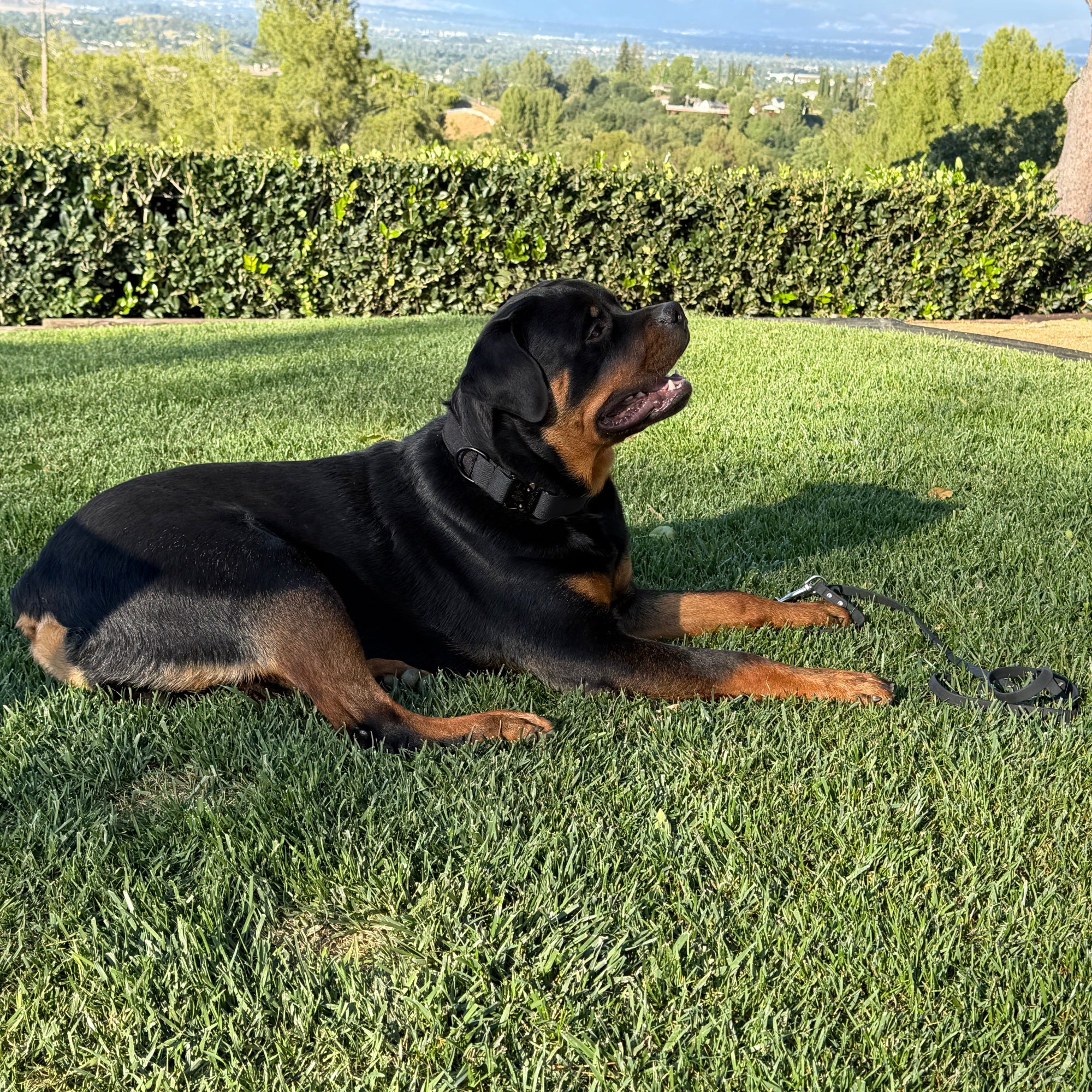 K9 Pro™ Collar — Built for Maximum Strength and Control - Image 7